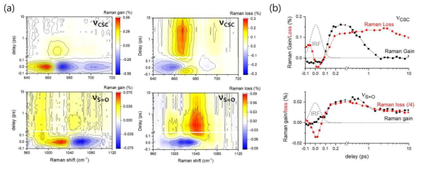 Alizarin의 들뜬상태 양성자 이동반응에 의한 DMSO의 νS=O와 νCSC 진동모드에서 관찰한 (a) 펨토초 유도라만 증강/감소 스펙트럼의 변화 및 (b) 주요 kinetics