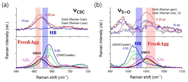 Alizarin 의 들뜬상태 양성자이동에 의한 DMSO의 νS=O와 νCSC 진동모드에서 관찰한 펨토초 유도라만 증강/감소 스펙트럼의 비교