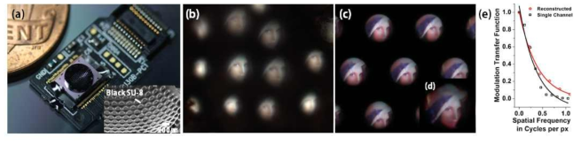 생체모사 초박형 광시야각 카메라 기반 Image reconstruction. (a) 제작된 카메라의 광학영상 및 SEM 영상. (b) Xenos peckii의 시각기관에서 획득한 영상 (c) 생체모사 카메라에서 획득한 영상. (d) 획득한 영상들을 영상처리를 통하여 복원한 영상. (e) 복원된 영상의 MTF 측정 그래프