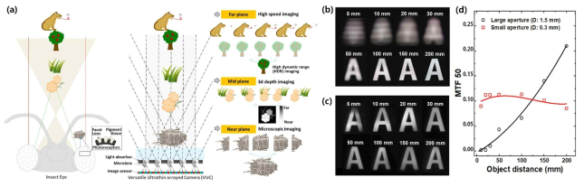 생체모사 초박형 카메라를 이용한 다기능 이미징. (a) 곤충의 입체시각을 모사한 다기능 영상 모식도. (b) 상용화된 단일 렌즈 카메라 및 (c) 초박형 카메라로 촬영된 이미징 결과. (d) 획득된 이미지들 간의 해상도 (MTF 50) 비교 결과