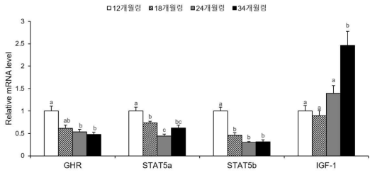 거세우 등심에서 연령에 따른 GH-STAT5-IGF1 신호전달 기전 관련 유전자 발현 비교 GHR=Growth hormone receptor; STAT5a=Signal transducer and activator of transcription 5a; STAT5a=Signal transducer and activator of transcription 5a; IGF1=Insulin like growth factor 1. a,b,c P<0.05