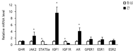 비거세우 등심과 간에서 GH-STAT5-IGF1 신호전달 기전 관련 유전자 발현 비교 GHR=Growth hormone receptor; JAK2=Janus kinase 2; STAT5a=Signal transducer and activator of transcription 5a; IGF1=Insulin like growth factor 1; IGF1R=Insulin like growth factor 1 receptor; AR=Androgen receptor; GPER1=G-protein coupled estrogen receptor 1; ESR1=estrogen receptor 1;ESR2=Estrogen receptor 2. * P<0.05