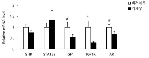 등심에서 비거세우와 거세우 사이에 GH-STAT5-IGF1 신호전달 기전 관련 유전자 발현 비교 GHR=Growth hormone receptor; STAT5a=Signal transducer and activator of transcription 5a; IGF1=Insulin like growth factor 1; IGF1R=Insulin like growth factor 1 receptor; AR=Androgen receptor. * P<0.05; # 0.05<P<0.1