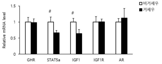 간에서 비거세우와 거세우 사이에 GH-STAT5-IGF1 신호전달 기전 관련 유전자 발현 비교 GHR=Growth hormone receptor; STAT5a=Signal transducer and activator of transcription 5a; IGF1=Insulin like growth factor 1; IGF1R=Insulin like growth factor 1 receptor; AR=Androgen receptor. * P<0.05; # 0.05<P<0.1