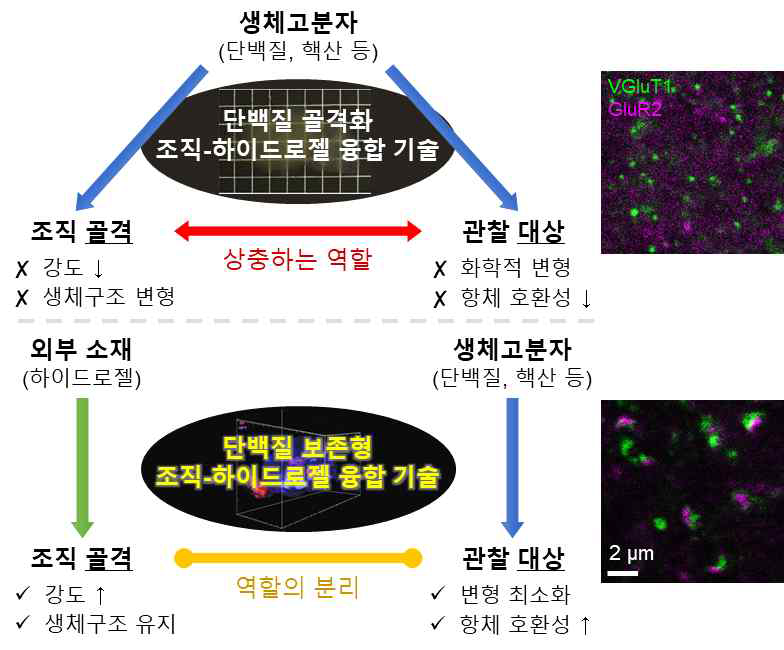 단백질 표지를 위한 보존형 조직-하이드로젤 융합 기술