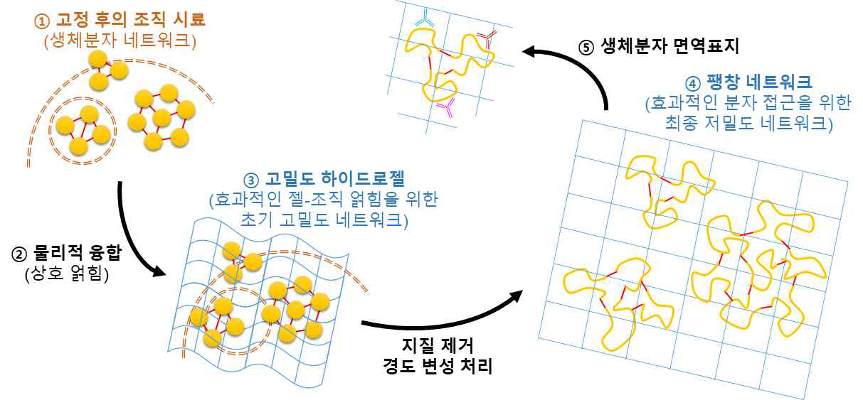 물리적 조직-하이드로젤 융합법을 통한 단백질 표지 극대화 조직 시료 제작