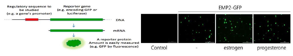 EMP2-GFP reporting system에서 에스트로겐과 프로게스테론을 처리한 후 형광현미경으로 관찰한 모습