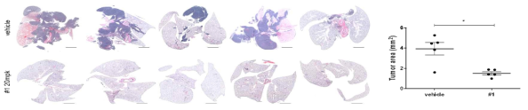 확보한 화합물을 이용한 lung orthotopic mouse model에서 적출한 폐 조직 모습과 폐조직에서 종양 면적 측정