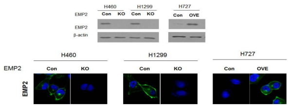 H460, H1299에 EMP2의 Knockdown과 H727세포주에 EMP2과발현 세포주 제작후 확인