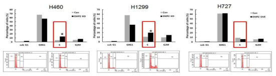 비소세포폐암 세포주에서 EMP2의 on/off에 따른 FACS를 이용한 세포주기 분석