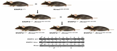 EMP2 유전자 결손 마우스에서 폐암모델 마우스 제작 과정
