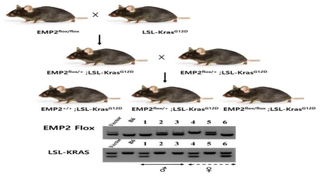 EMP2 조직특이적 유전자 결손 마우스에서 폐암모델 마우스 제작 과정