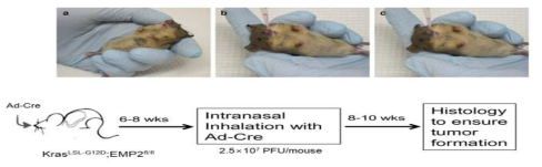 Adeno-Cre 바이러스를 마우스 비강내 주입 방법