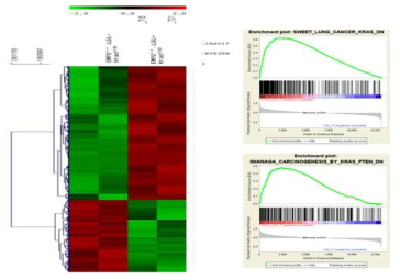 적출한 폐 조직으로 mRNA seq 분석