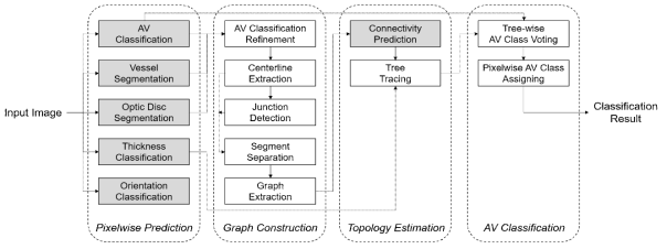 입력 영상에 대해 픽셀별 혈관 영역, 시신경유두 영역, 혈관 굵기, 혈관 각도 등과 함께 판별동 정맥을 우선적으로 판별하고 이를 바탕으로 그래프를 생성한 후, 그래프를 바탕으로 형태(topology)를 추정하고 이를 기반으로 혈관 트리를 추정하여 최종적인 동정맥 트리 결과를 생성하는 개발 기법의 블록도