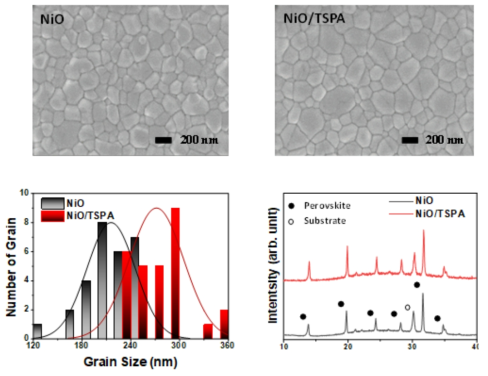 NiOx 및 NiO/TSPA 박막 위에 코팅된 페로브스카이트 박막에 대한 SEM 및 XRD 분석 결과