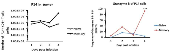 naive T 세포와 기억 T 세포의 활성화 비교