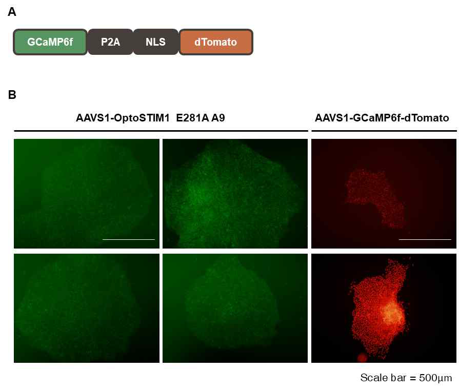 CRISPR-Cas9 시스템을 활용한 OptoSTIM1 E281A A9 및 유전자 재조합 칼슘 센서 GCaMP6f-dTomato 인간 배아줄기세포주 확립