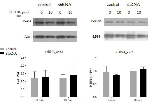 sh-RNA ARID2 처리한 세포에서 FGF 처리 후 AKT, mTOR pathway의 활성도 변화