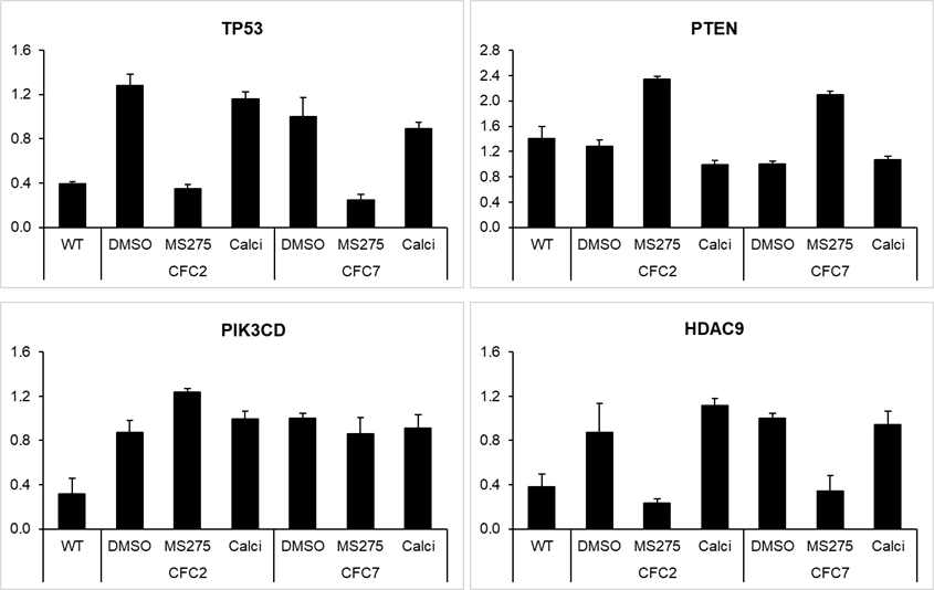 WT과 약물 후보 물질 처리한 CFC에서의 p53 신호회로 유전자 발현량 (qRT-PCR 결과)