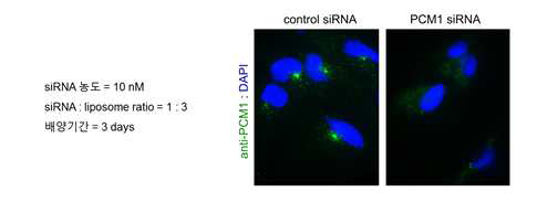 역분화 줄기세포 유래 중간엽줄기세포의 384-well plate에서의 siRNA 트랜스팩션 조건 확립