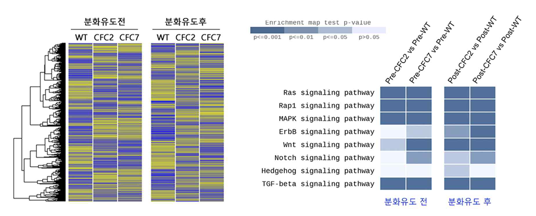 정상 및 CFC MSC의 분화 전후 유전자 발현 프로파일