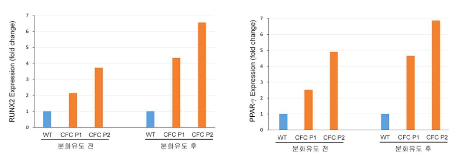 CFC MSC의 RNX2, PPAR-γ 유전자 발현양상