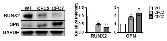 CFC 증후군 조골세포 분화 7일째 나타나는 RUNX2와 OPN 단백질 발현 이상