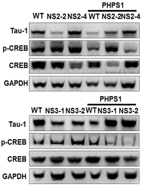 누난 증후군 환자 유래 신경계 세포에서 SHP2 억제제 처리에 의한 Tau-1 단백질과 p-CREB 활성 조절