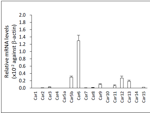 연골세포에서 carbonic anhydrase 발현 양상