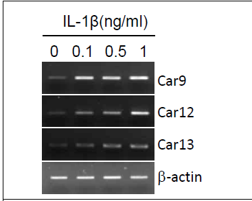 연골세포에서 IL-1β에 의한 carbonic anhydrase 9, 12, 13 발현