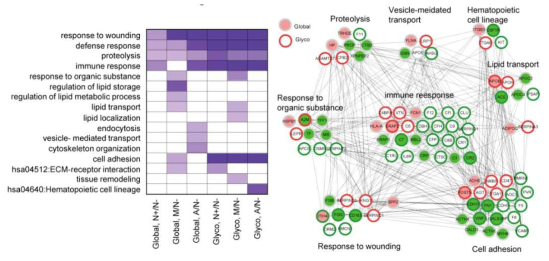 CN- 대비 CN+, MCI+, AD+에서 발현 변화가 유의한 단백질이 관여하는 GOBP, KEGG pathway 및 네트워크 모델. 보라색 색깔은 이들 단백질들이 해당 비교조건에서 해당 GOBP, KEGG pathway를 통계적으로 유의한 관련성을 의미함. N-, CN-; N+, CN+; M, MCI+; A, ADD+. 빨강, PIB+ 조건에서 발현양 증가; 녹색, PIB+ 조건에서 발현양 감소. 노드 색깔, 글로벌 프로테옴; 노드 테두리, 당쇄화 프로테옴