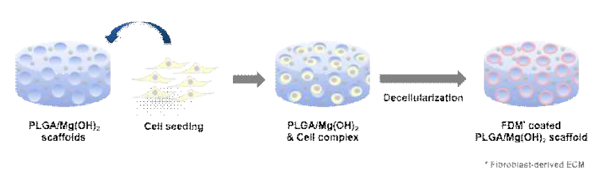 기공표면에 섬유아세포 유래 ECM(FDM)이 도입된 3차원 생체모방 염증억제 지지체의 모식도