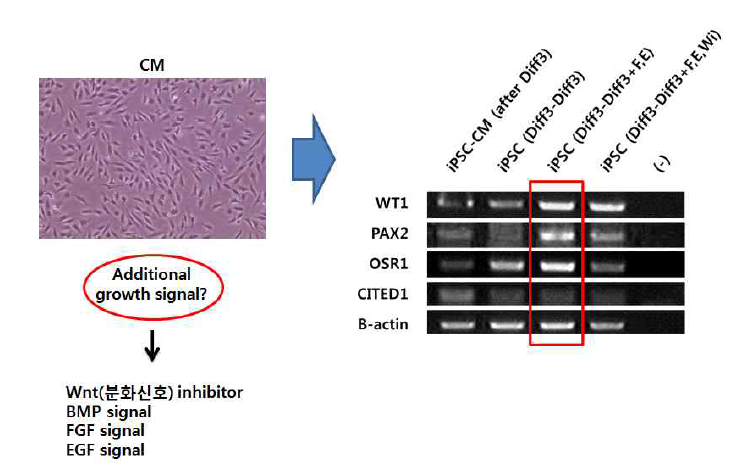 만능성 세포 유래 신장전구세포의 배양 조건 연구 2 (CM 세포의 생장 인자 및 신호 조절)