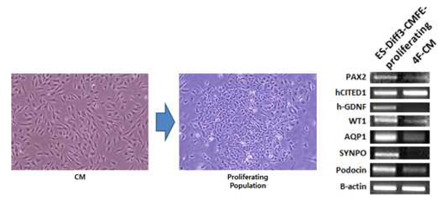만능성 세포 유래 신장전구세포의 배양 조건 연구 3 (CM 세포의 생장 인자 및 신호 조절 시 발견되는 cell population)