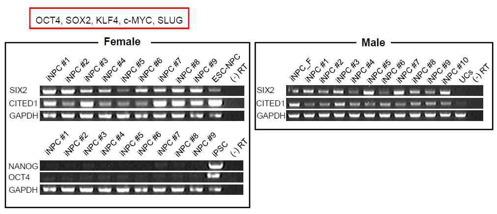 OSKM+SLUG (OSKM-SL) 중재 direct conversion 방법을 이용한 신장전구세포 유도