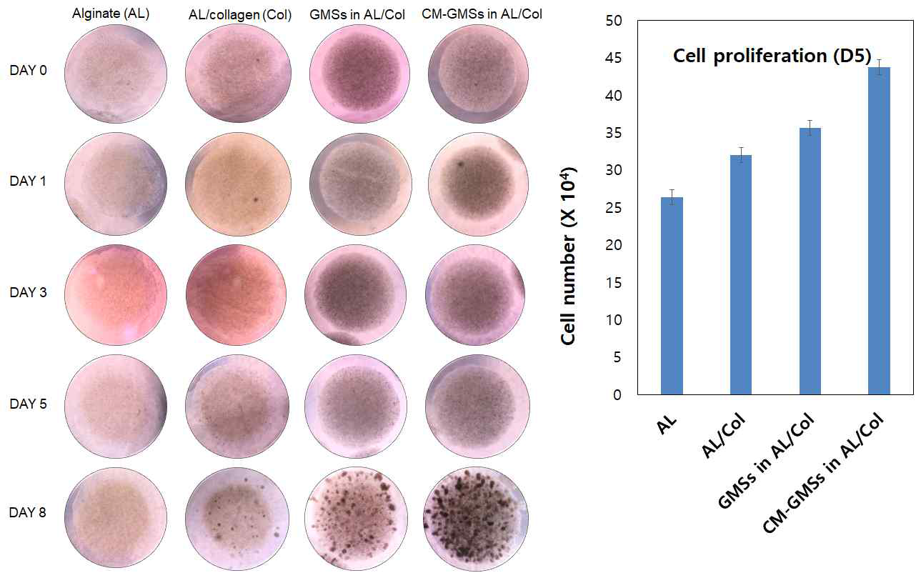 줄기세포 배양액 추출물이 담지된 미세입자의 알긴산/콜라젠 기반 코캡슐화된 환경에서 신장전구세포 성장률 비교