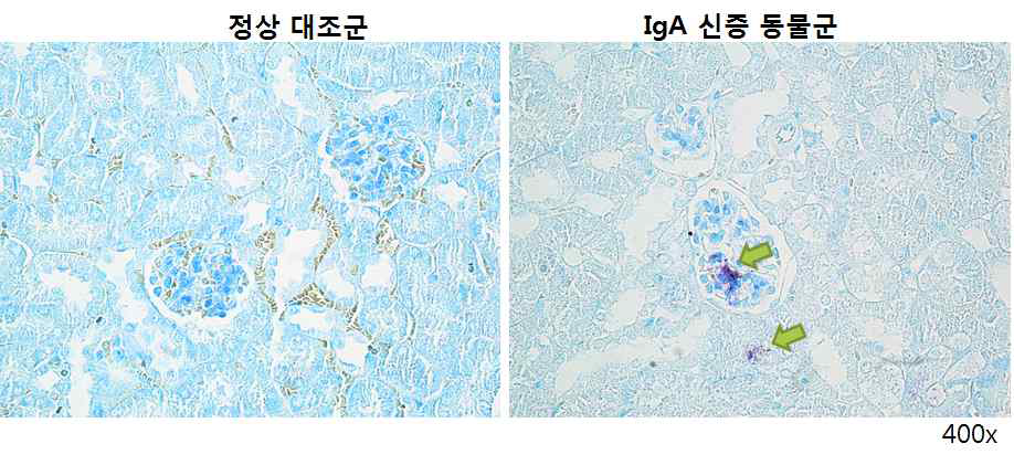 IgA 신염 동물신장의 조직학적 분석: Toluidine blue