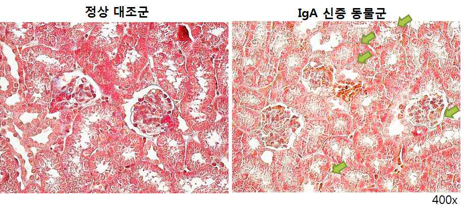 IgA 신염 동물신장의 조직학적 분석: Trichrome
