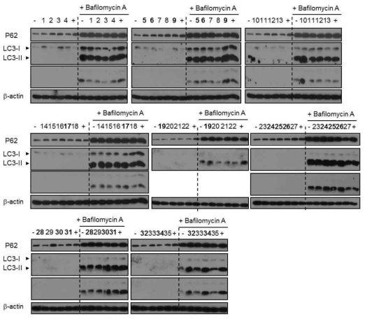 BafilomycinA 으로 전처리하여 lysosomal step을 clamp한 SK-HEP-1 cell에 screen 된 candidate 처리하여 p62, b-actin, LC3-I, II을 Western blot analysis 함