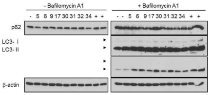 chemical 8종 20 uM 와 BafilomycinA 으로 각각 전처리한 후 p62, b-actin, LC3-I, II 을 western blot