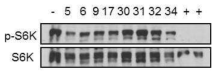 Select 된 candidate를 SK-HEP-1 cell 에 처리하여 S6K1 를 inhibition 하는지의 여부를 phospho-S6K1의 antibody를 이용하여 western blot 시행. (+; rapamycin)