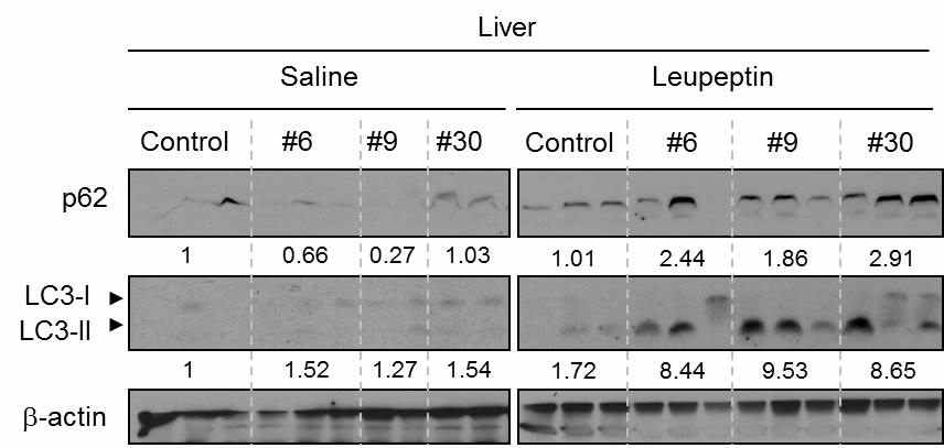 mouse에 최종 확인된 chemical 6, 9, 30을 투여한 후 β-actin, LC3-I, II을 immuno blot