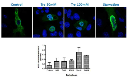 trehalose에 의한 treb의 nuclear translocation. trehalose 는 lysosomal step을 활성화하는 것으로 생각됨