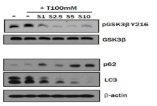 Trehalose에 의한 GSK3b의 activation. GSK3b의 tyrosine phosphorylation 이 trehalose로 증가하며 이는 trehalose의 chaperonining function과 관계가 있을 것으로 생각됨