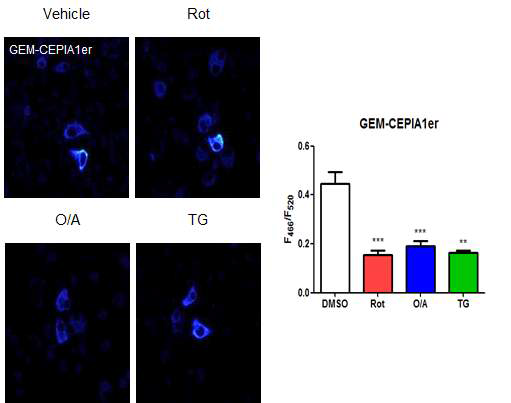 Mitochondrial stress 처리 후 ER Ca2+content 의 변화. Rotenone 처리 후 ER Ca2+ content가 유의하게 감소함. Representative image (left) Quantitation (right)