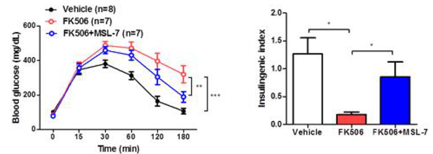 MSL-7 투여에 의한 glucose tolerance의 회복. FK506 8 주 투여 시 발생하는 glucose intolerance (left) 및 insulinogenic index 의 감소(right) 가 MSL-7 투여에 의해 회복됨