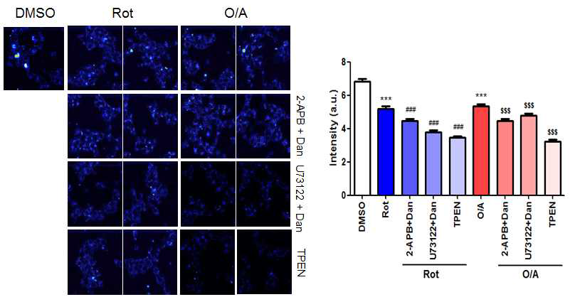 Mitochondrial stressor 처리 시의 lysosomal Ca2+ content 저하에 대한 ER->lysosome Ca2+refilling의 효과. ER->lysosome Ca2+ refilling를 여러 방법으로 차단시 lysosomal Ca2+ content 저하가 심해져서 mitochondrial stressor 처리 시 ER->lysosome Ca2+refilling이 발생하는 것으로 생각됨. Representative image (left) Quantitation (right)