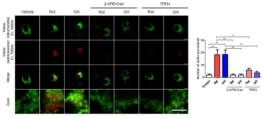 Mitochondrial stressor 에 의한 mitophagy에 대한 ER->lysosome Ca2+refilling 의 효과. ER->lysosome Ca2+ refilling를 여러 방법으로 차단시 mitochondrial stressor 에 의한 mitophagy가 감소함. Representative image (left) Quantitation (right)