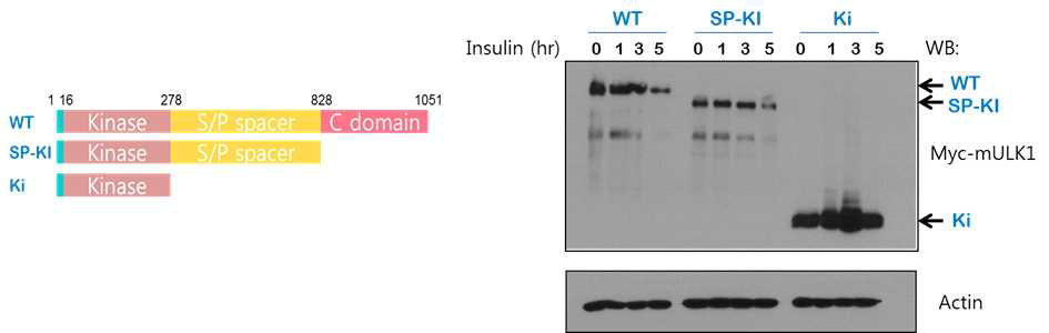 오토파지 시작 조절 단백질 부분 돌연변이체들의 자극에 따른 안정성 관찰, A. ULK1 WT과 부분돌연변이체 구조, B. ULK1의 인슐린 자극에 반응해서 분해됨을 관찰